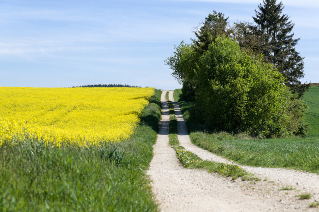 Weg durch die Felder